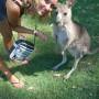 Australie - 