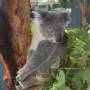 Australie - 