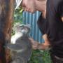 Australie - 