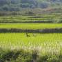 Laos - Canards au riz