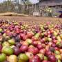 Laos - Du café qui sèche