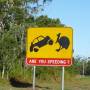 Australie - Animals connection