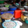 Cambodge - Etal de poissons qui puent