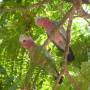 Australie - De la rainforest  à l