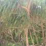 Australie - 