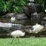 Australie - Ibis du jardin botanique de Brisbane