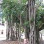 Australie - Mangrove