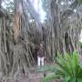 Australie - Banian au jardin botanique de Brisbane