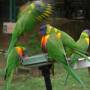 Australie - lorikeet 