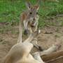Australie - The son 