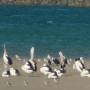 Australie - Pélicans à Forster