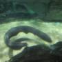 Corée du Sud - Coex Mall Aquarium