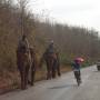 Laos - Elephants sur la route de Luang Prabang