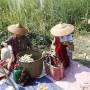 Birmanie - 