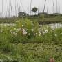 Birmanie - Jardins flottants