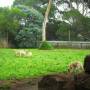 Australie - des dingos !