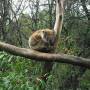 Australie - un koala, amorphe, normal