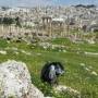 Jordanie - Jerash