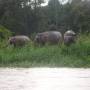 Malaisie - Diner au bord de la rivière