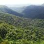 Australie - la foret de brocolis la plus grande du monde