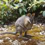 Australie - Une île bien nommée