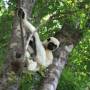 Madagascar - Lémurien au Tsingy de Bemaraha