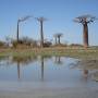 Madagascar - Arbre de Baobab