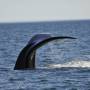 Argentine - Baleine franche