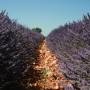 France - Champ de Lavandes