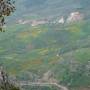 Liban - D