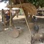 Laos - travail du riz
