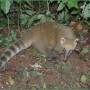 Argentine - un coati  