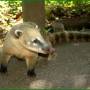 Brésil - Coati Iguaçu