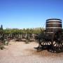 Chili - Mendoza, vignes d´une bodega francaise