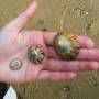 Australie - sur la plage abandonne, coquillage et crustaces