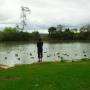 Australie - c la danse des canards qui en sortant de la mare, se secouent le bas des reins et font coin coin