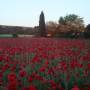 France - Champ de coquelicots