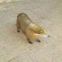 Argentine - un coatis, si mes  souvenirs st bons... trop mignon!!