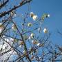 Mexique - Arbre a coton a Monte Alban