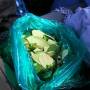 Argentine - la coca est reconnue ici comme une plante salvatrice : elle aide a lutter contre le mal de montagne (soroche), la fatigue, contre le saignement des gencives et est bourree d´autres qualites.