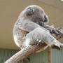 Australie - KOALA