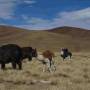 Bolivie - 