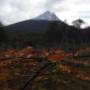 Argentine - Parc de la Tierra del Fuego