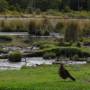 Argentine - Parc de la Tierra del Fuego