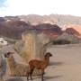 Argentine - Entre Salta et Cafayate