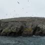 Pérou - 50.000 piafs, ca fait qqch... cette expedition a ete un melange de dents de la mer et des oiseaux de Hitchcock... fallait pas etre cinephile !