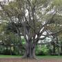 Australie - 