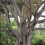 Australie - 