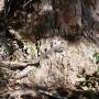 Australie - Varan