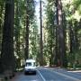 USA - Avenue of the Giants